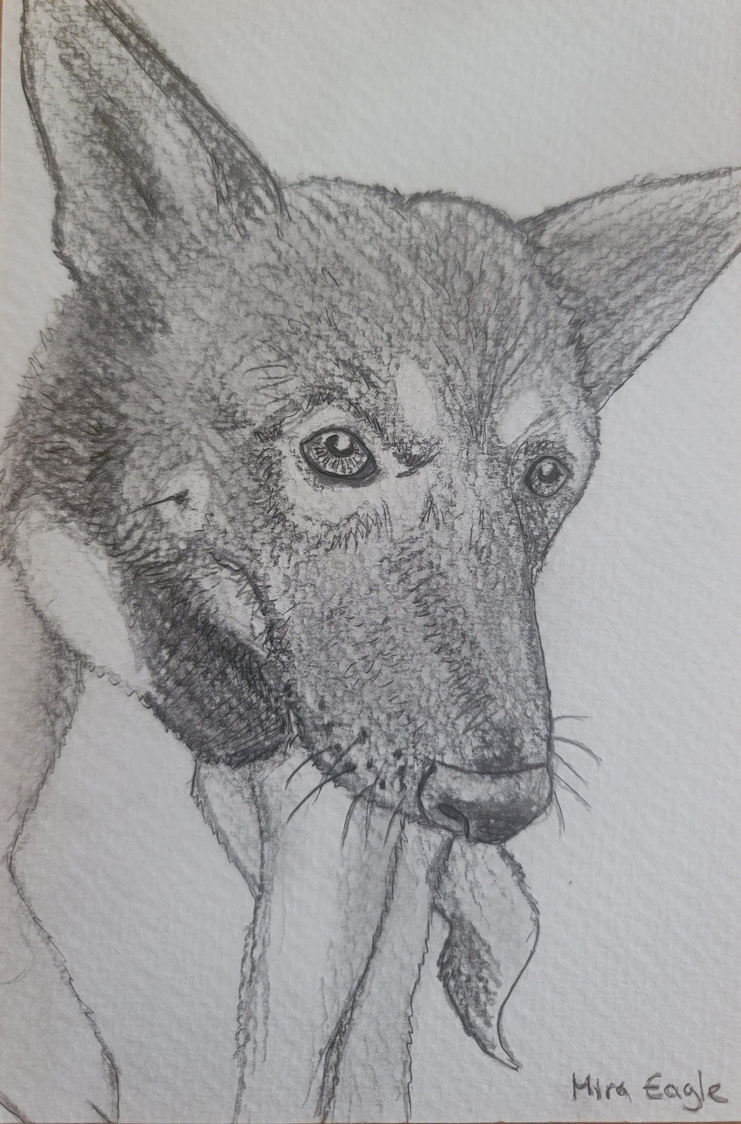 4x6 Custom Pet Portrait-4x6 black and white pencil and pen