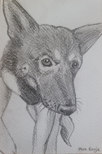 4x6 Custom Pet Portrait-4x6 black and white pencil and pen