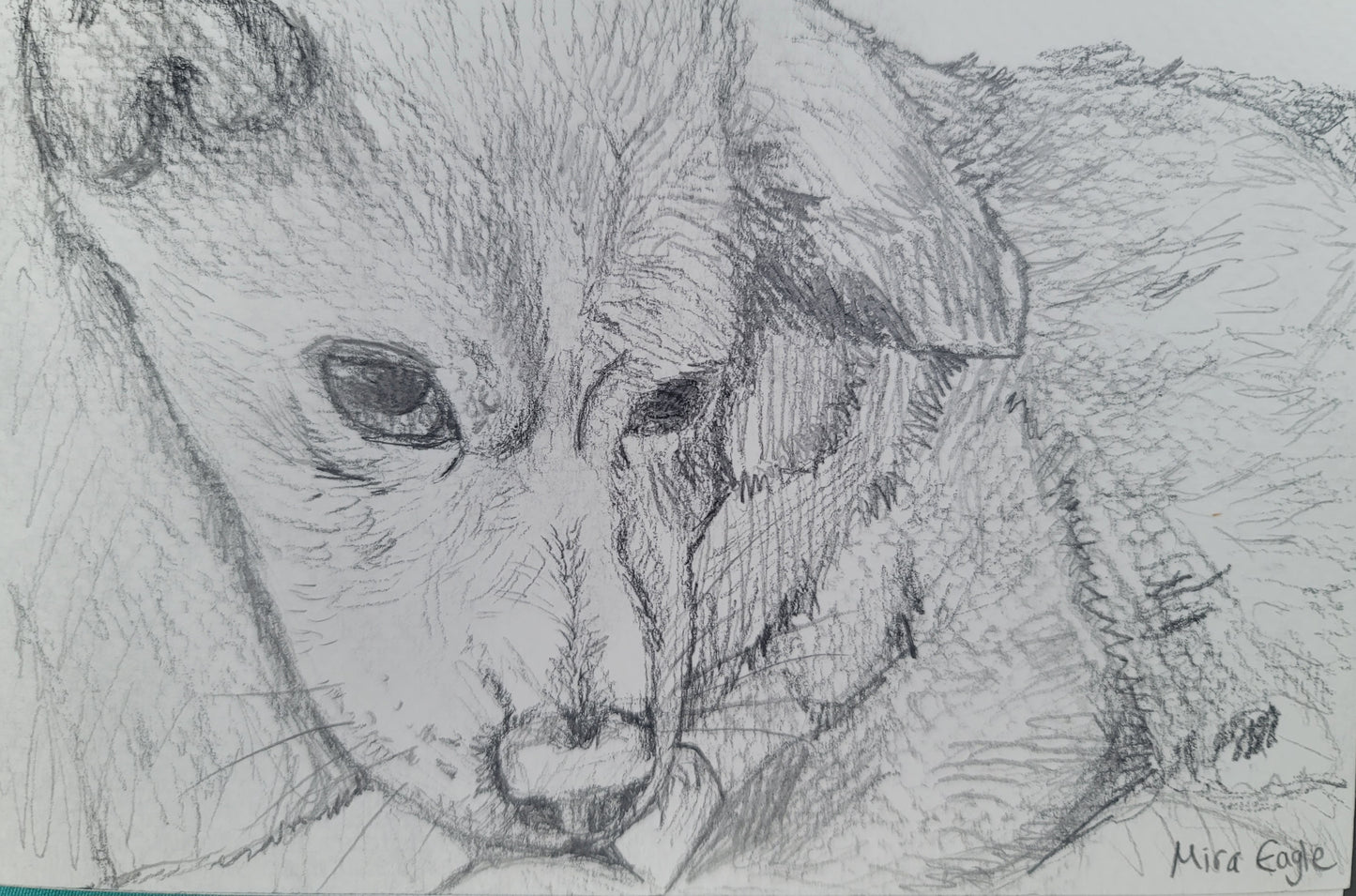 4x6 Custom Pet Portrait-4x6 black and white pencil and pen