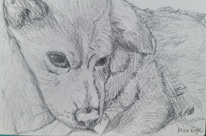 4x6 Custom Pet Portrait-4x6 black and white pencil and pen