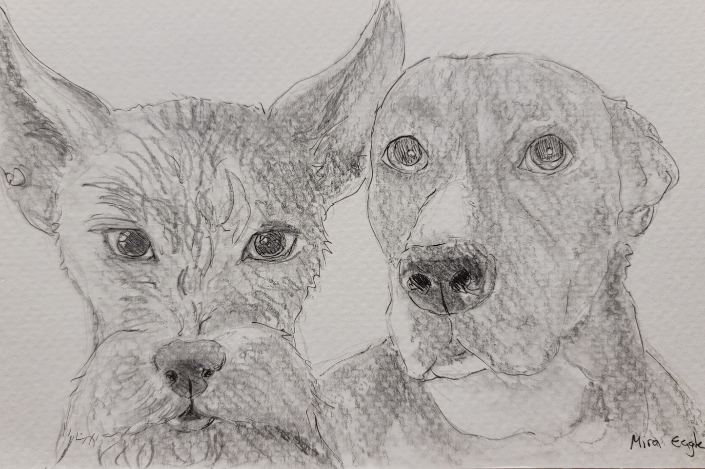 Custom Hand-drawn pet portrait