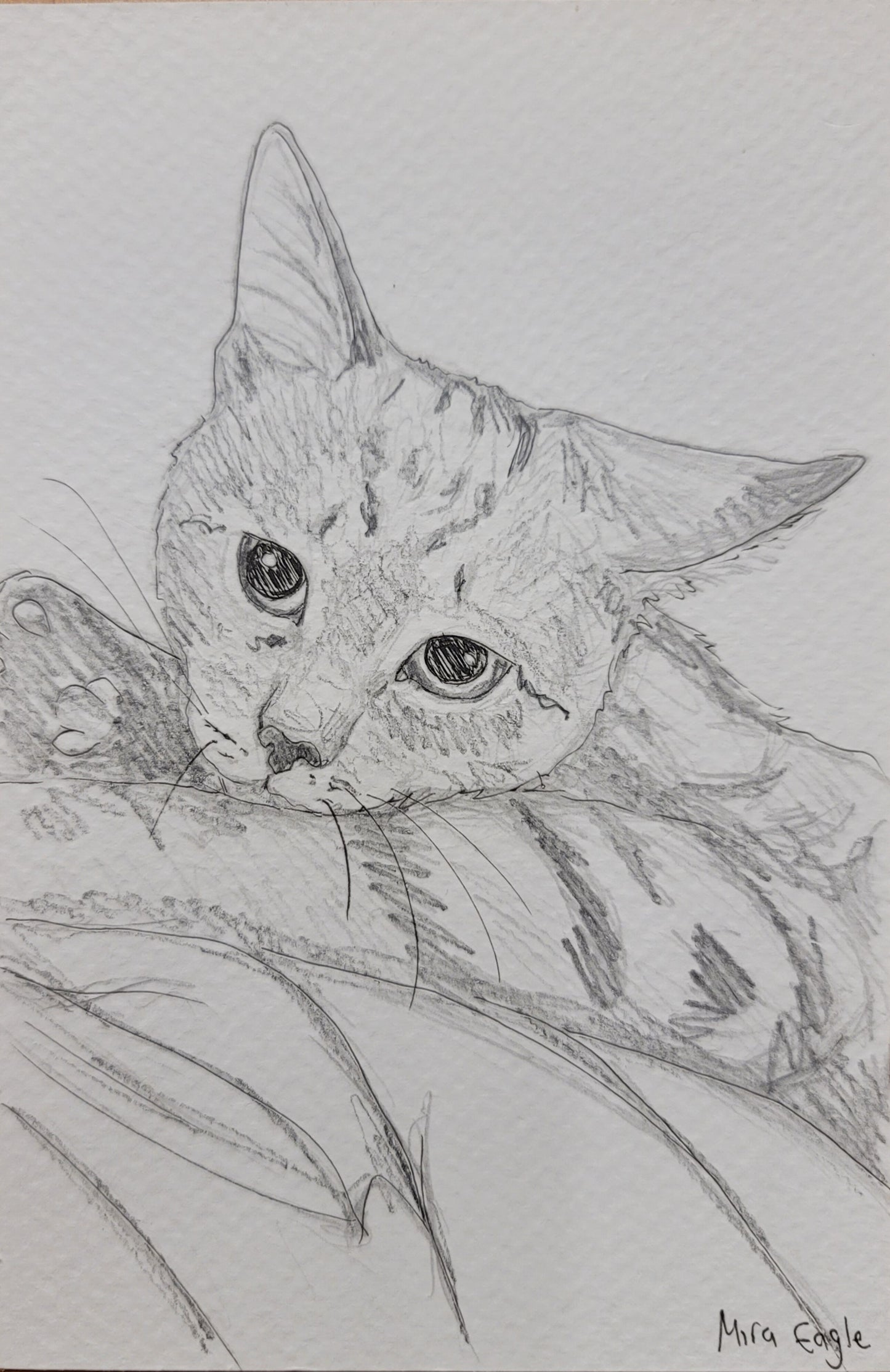 Custom Hand-drawn pet portrait