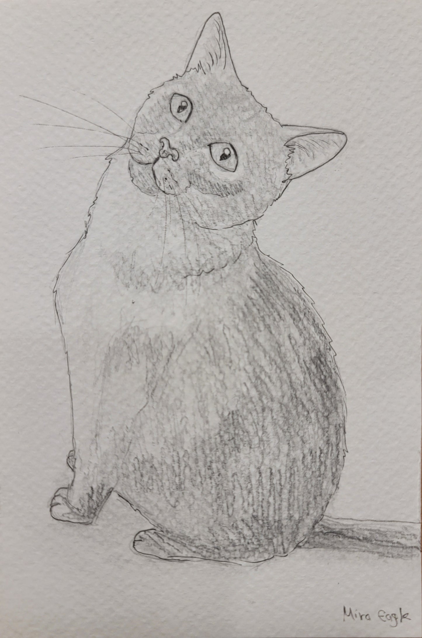 Custom Hand-drawn pet portrait