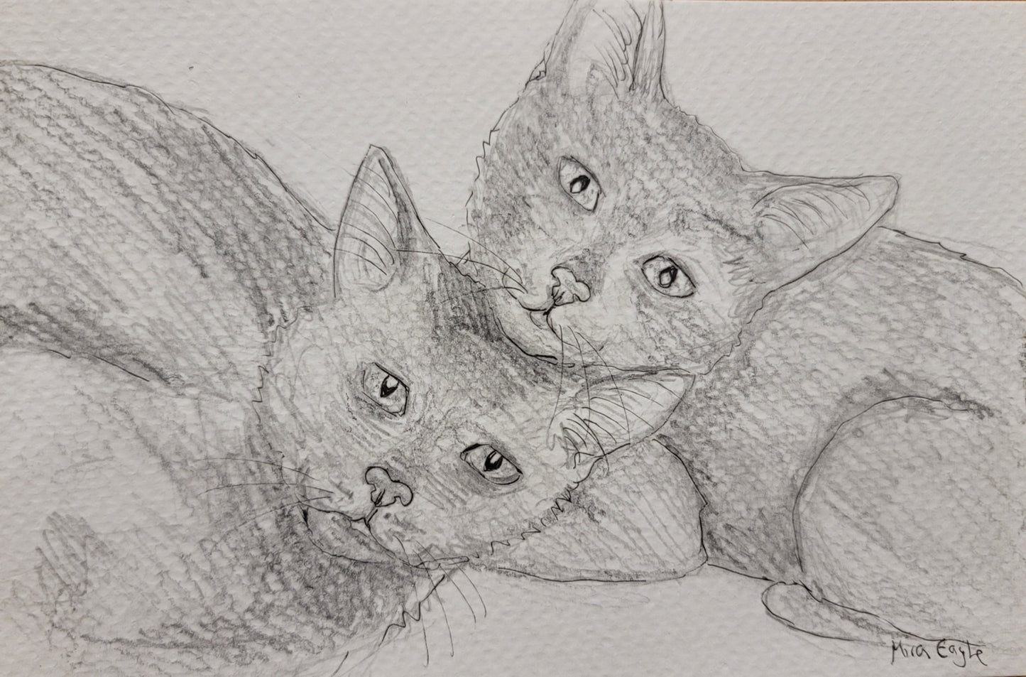 Custom Hand-drawn pet portrait