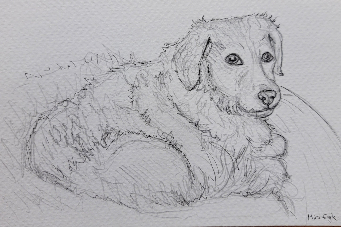 Custom Hand-drawn pet portrait