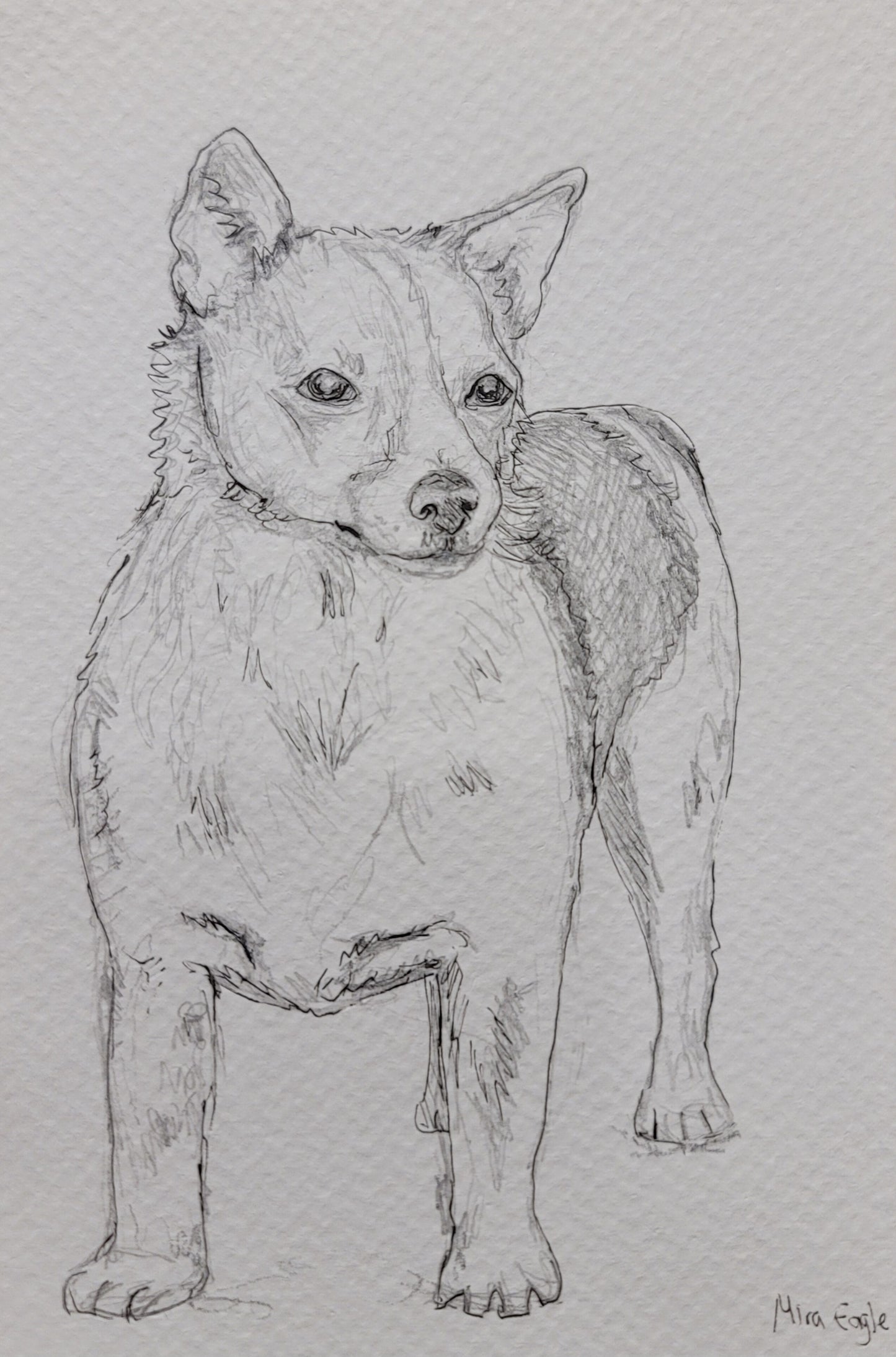 Custom Hand-drawn pet portrait